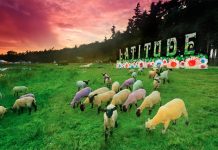 Latitude 2013 Review – Funk, Soul and Rock n’ Roll